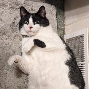 Meet your Posher, Ingrid